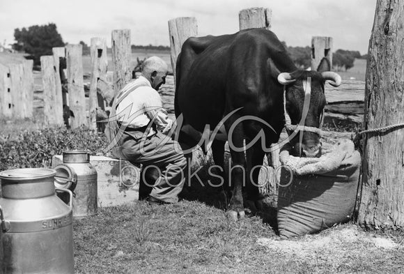 015 Farmer milking Cow