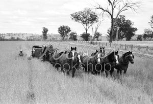 004 Harvesting Wheat with Horses