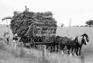 170 Horses pulling a cart of Hay